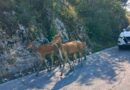 PERICOLO CERVI SULLA STRADA SULMONA-SCANNO